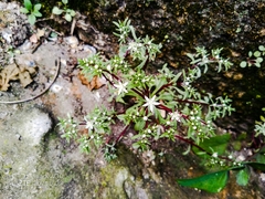 Sedum jaliscanum