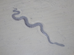 Acrochordus granulatus