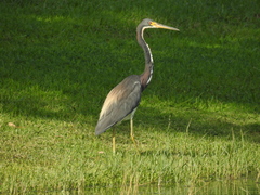 Egretta tricolor image