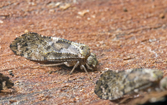 Myopsocidae