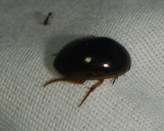 Tropisternus collaris viridis