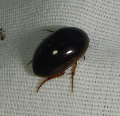 Tropisternus collaris viridis