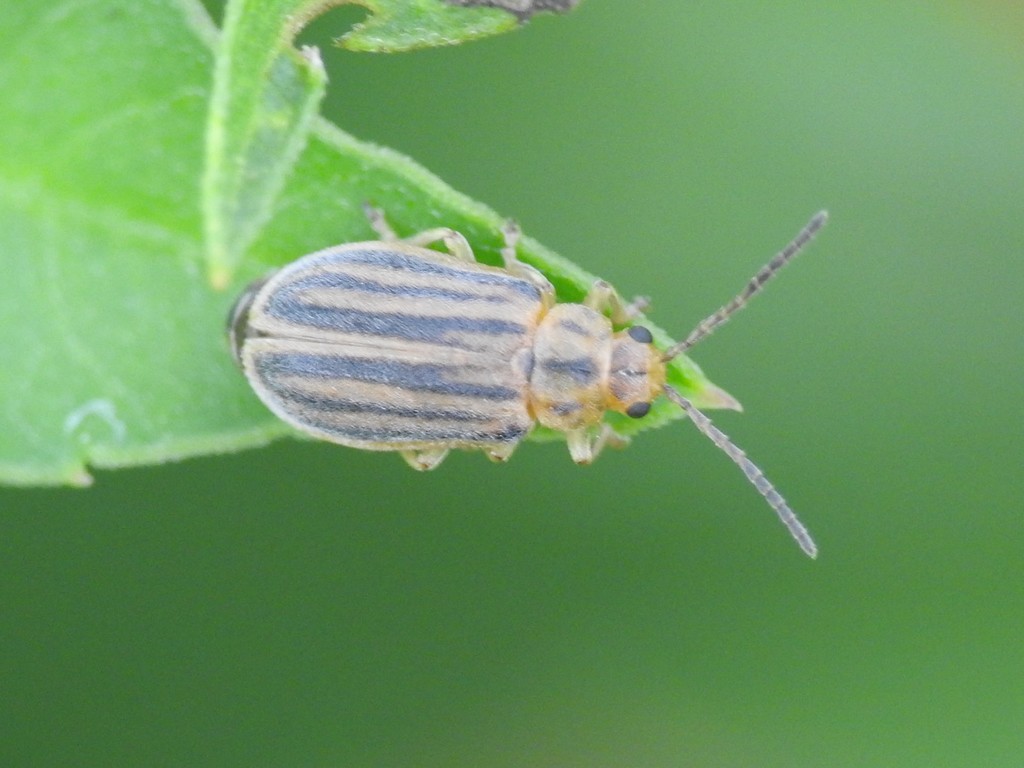 Ophraella slobodkini