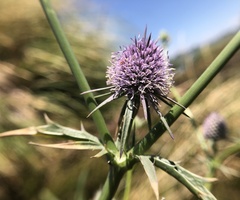 Eryngium articulatum