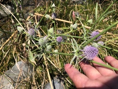 Eryngium articulatum