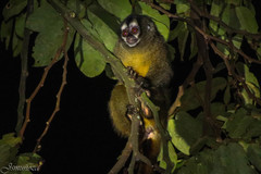 Aotus lemurinus