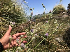 Eryngium articulatum