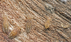 Hemipsocidae