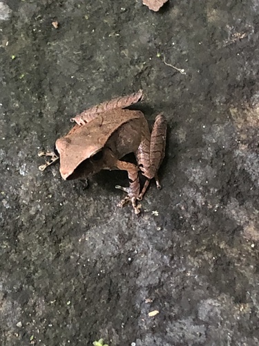 Trumpeter Robber, Pristimantis buccinator