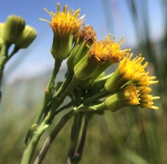 Senecio hydrophilus