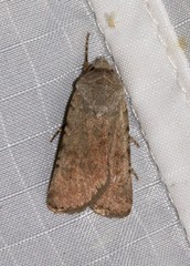 Euxoa comosa