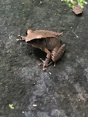 Pristimantis buccinator