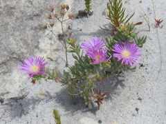 Lampranthus glomeratus