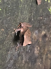 Pristimantis buccinator