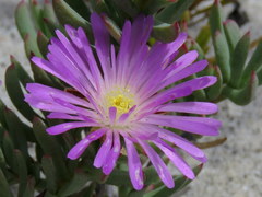 Lampranthus glomeratus