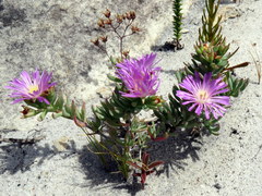 Lampranthus glomeratus