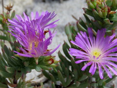 Lampranthus glomeratus