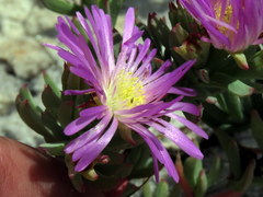 Lampranthus glomeratus