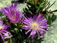 Lampranthus glomeratus