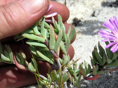 Lampranthus glomeratus