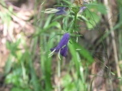 Campanula patula