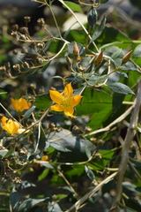 Mentzelia arborescens
