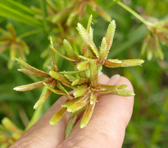 Cyperus ochraceus