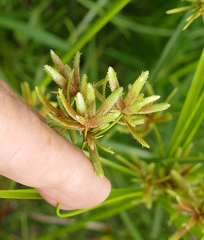 Cyperus ochraceus