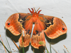 Callosamia angulifera