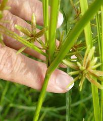 Cyperus ochraceus