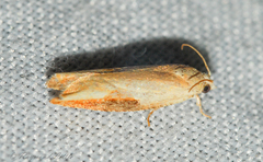 Pseudexentera costomaculana