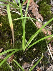 Carex richardsonii