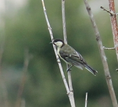 Parus major