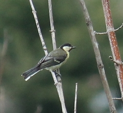 Parus major