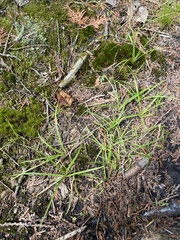 Carex richardsonii
