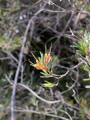 Darwinia biflora