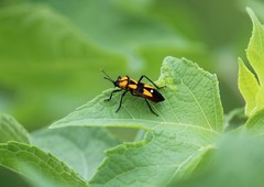 Oncopeltus spectabilis
