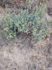 Heterotheca vespertina
