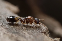 Temnothorax duloticus