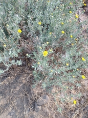 Heterotheca vespertina