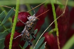 Agroecotettix modestus