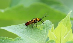 Oncopeltus spectabilis