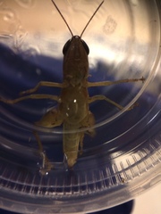 Dichromorpha elegans