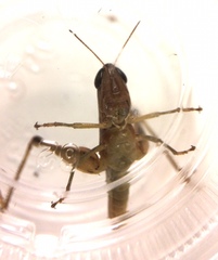 Dichromorpha elegans