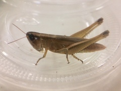 Dichromorpha elegans