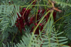 Agroecotettix modestus