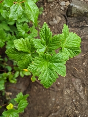 Ribes viscosissimum