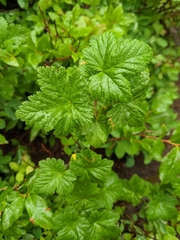 Ribes viscosissimum