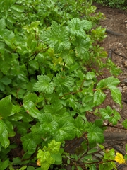 Ribes viscosissimum