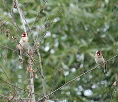 Carduelis carduelis